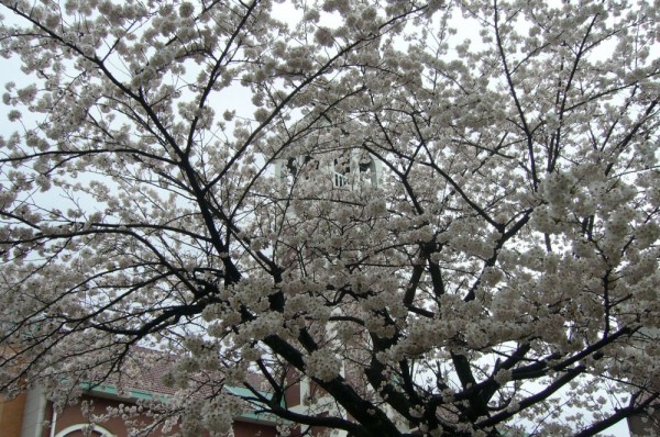 桜に煙る鐘つき堂